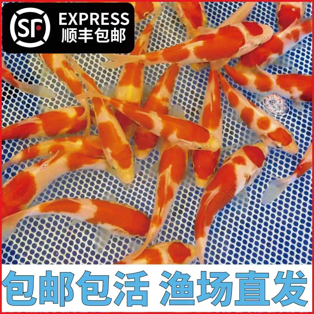 补加 进口鱼苗自家养16年渔场耐养