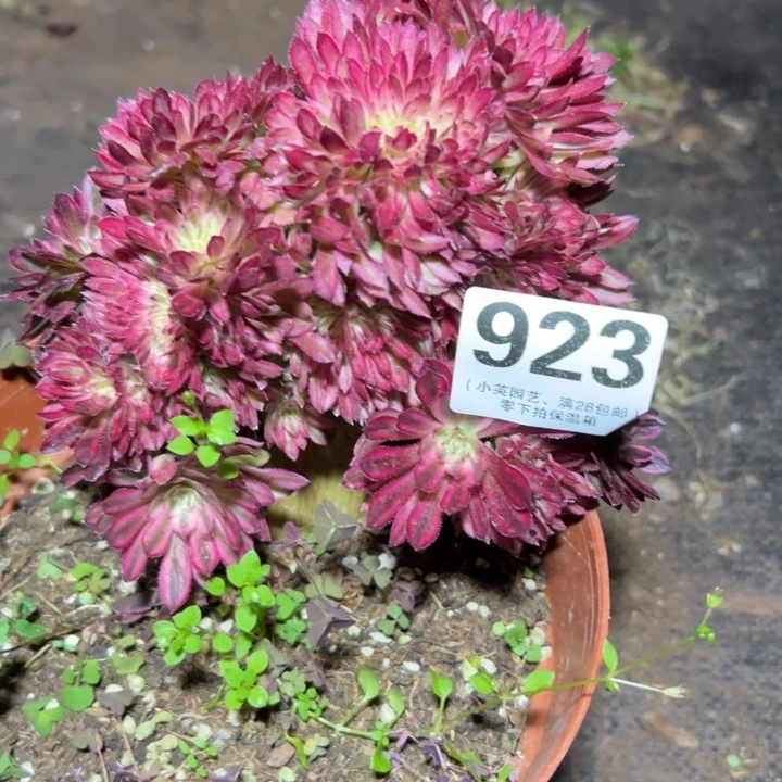 923多肉植物缀化