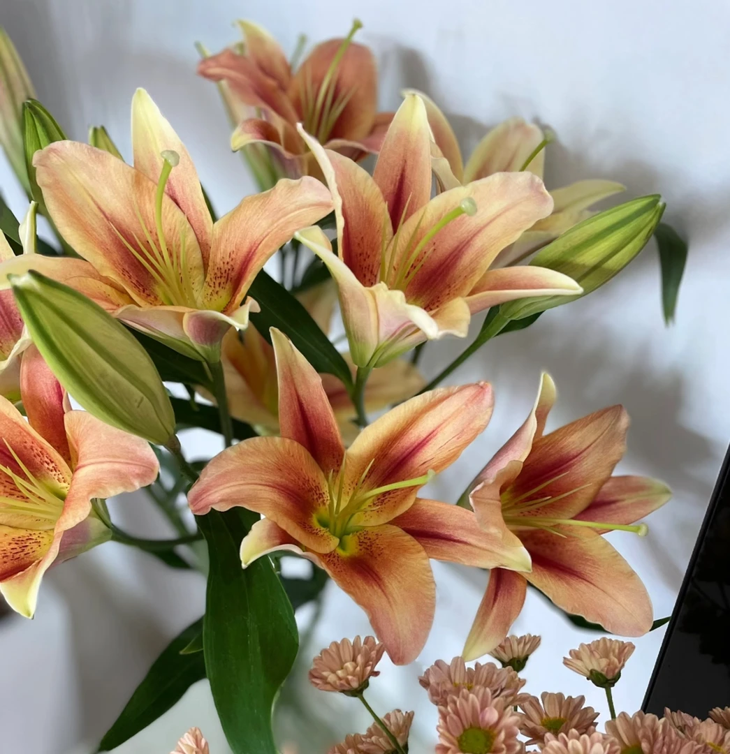 【金榜题名AK】橙色 香水百合 |全场任意两单鲜花包邮