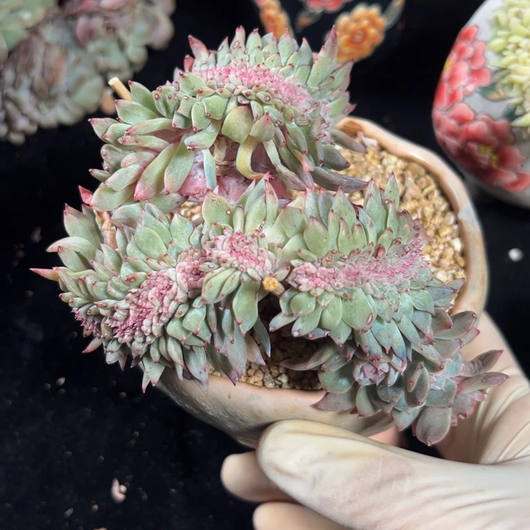 新年快乐 新年快乐