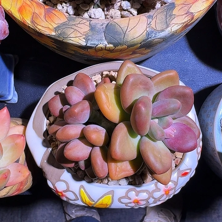芒果奶 3头 一物一拍