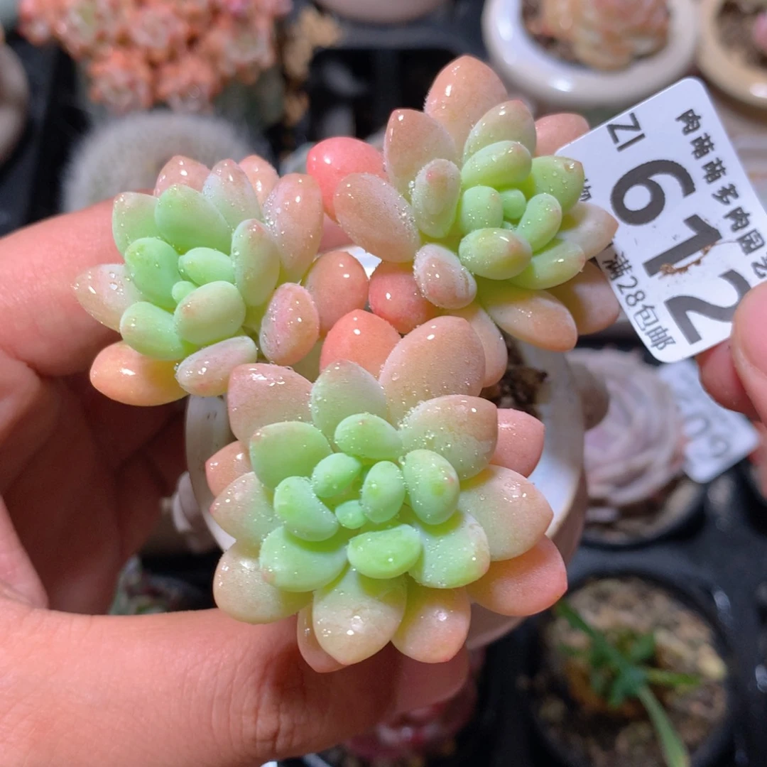 5CM拇指盆精控多肉ZI612