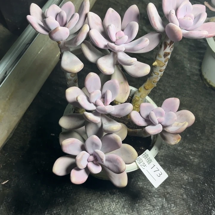 小**?173桃霜多肉植物