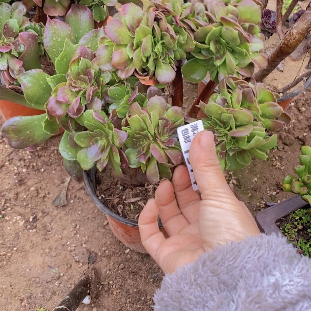 1574 号一物一拍多肉植物