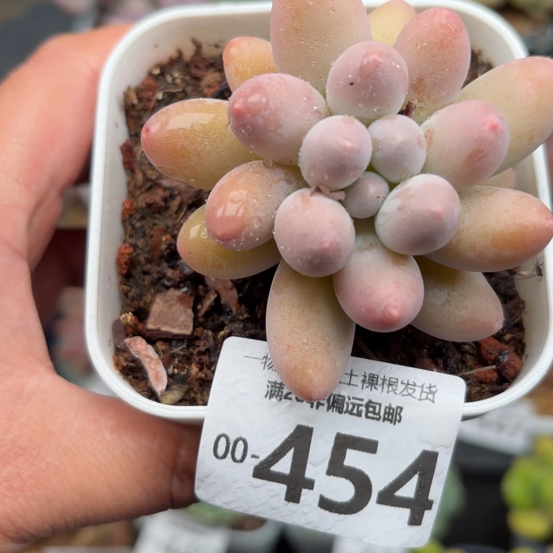 汤圆单头多肉多肉多肉