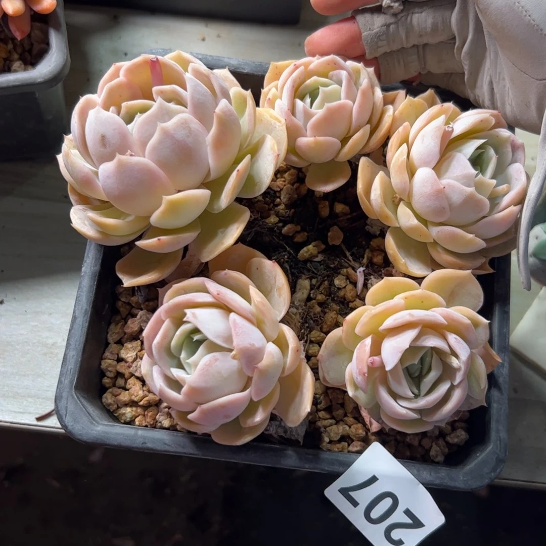 友****子207 多肉植物组合盆栽