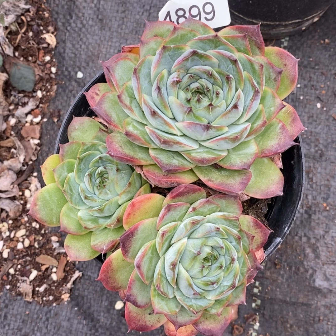 倾***8不包整散掉头4899~12厘米