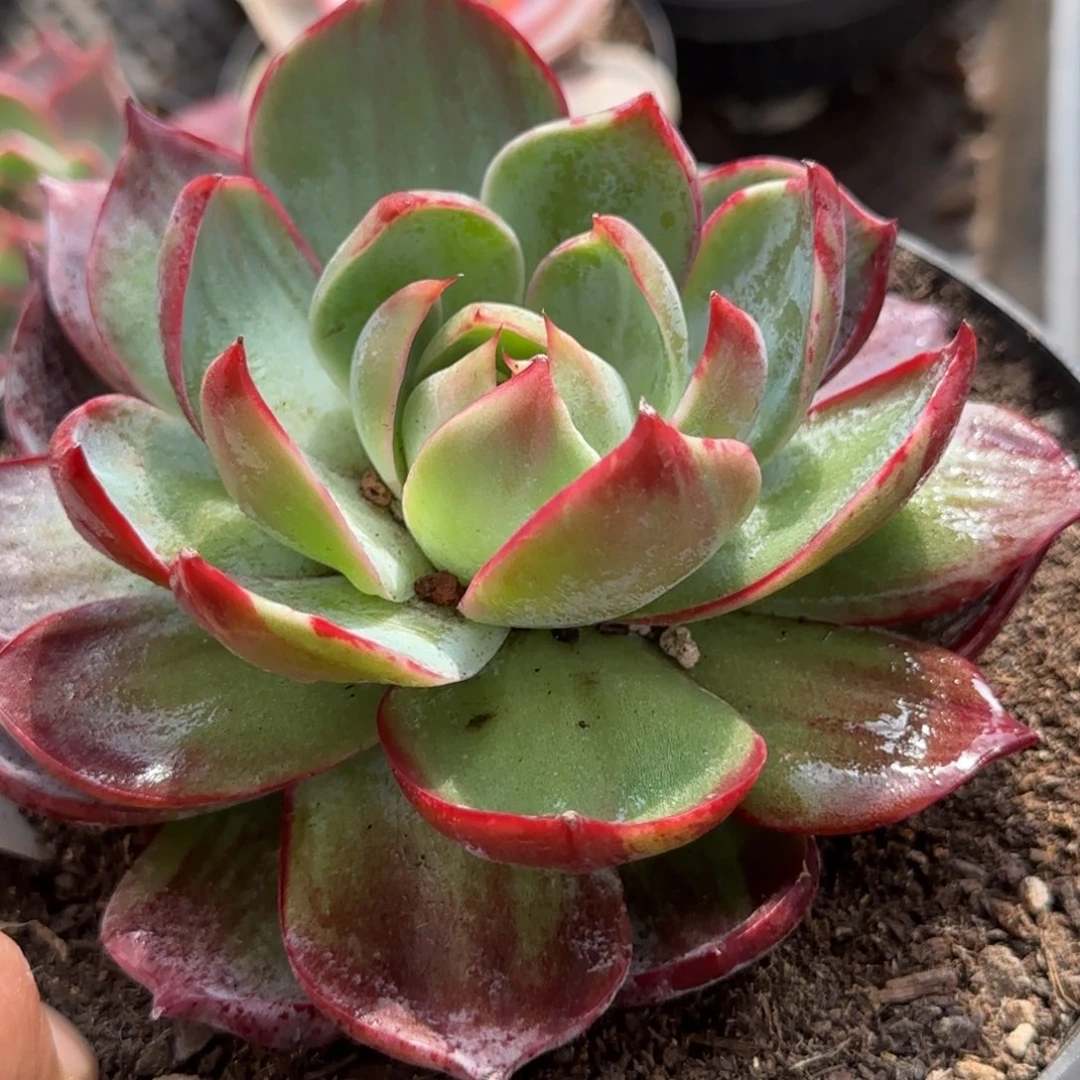 惊鸿一物一拍包装收缩花旱846