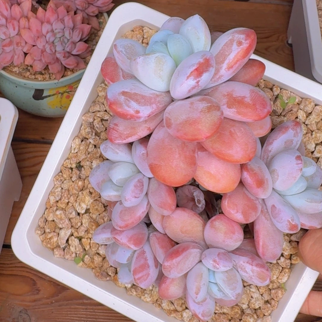 承***泽多肉植物的生长发育和生长