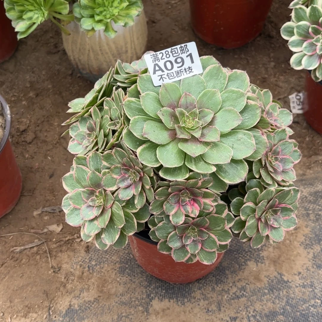 M. 091莲花座多肉1122