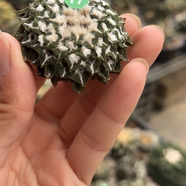 袖蒲苗接落地仙人球17