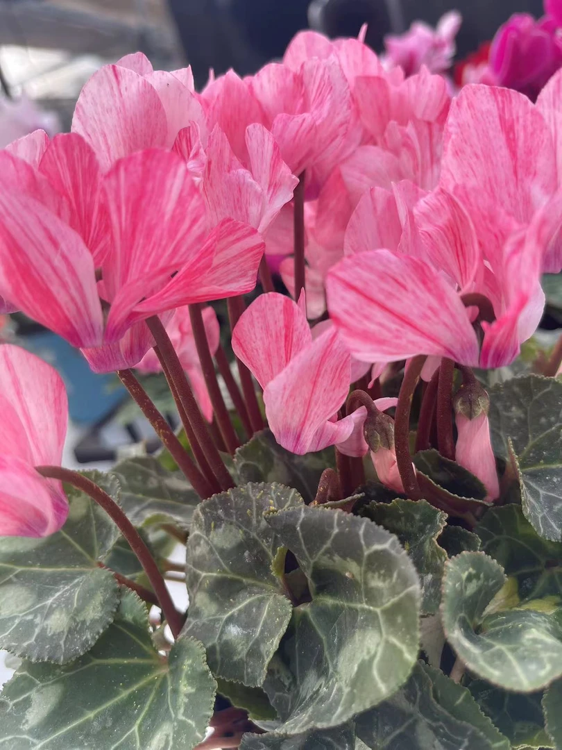 【水彩】仙客来130盆径 花色多随机发货