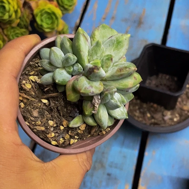 重楼石化哦哦哦哦哦哦哦