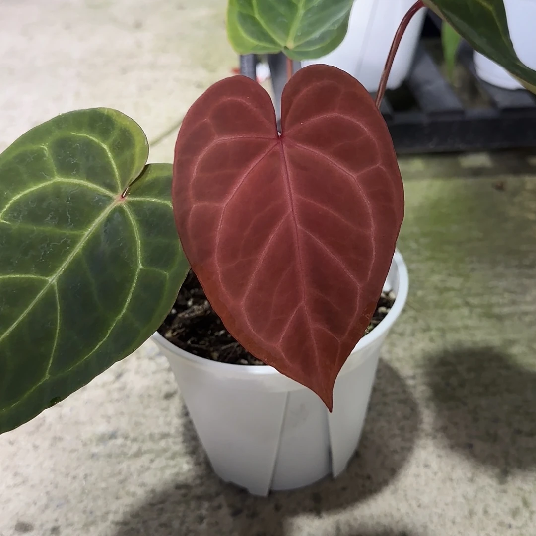 完全开放优选红水晶