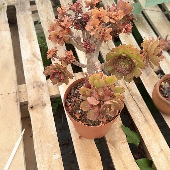 T*法师老桩福利出好养不售后