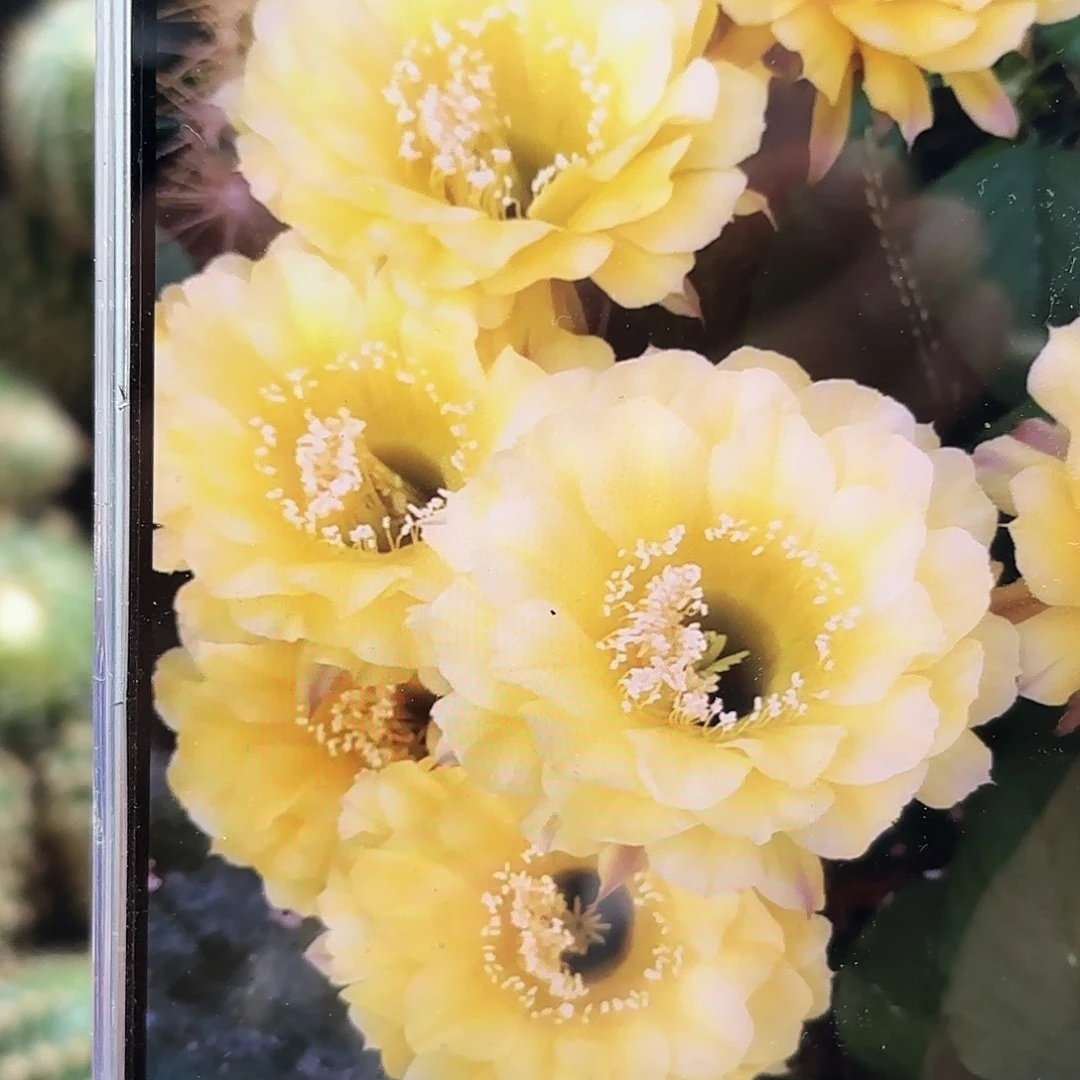 彩娇媚8无根侧牙20包邮8