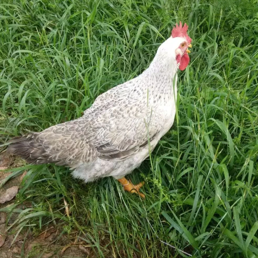 白芦花母鸡农家散养散放顺丰包邮