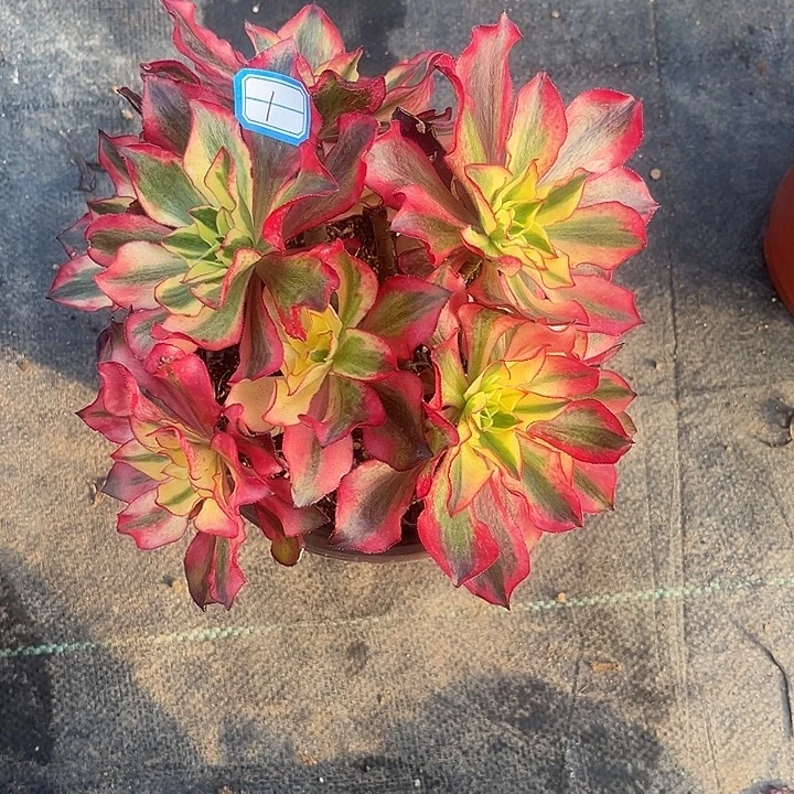 1魅影法师多肉植物