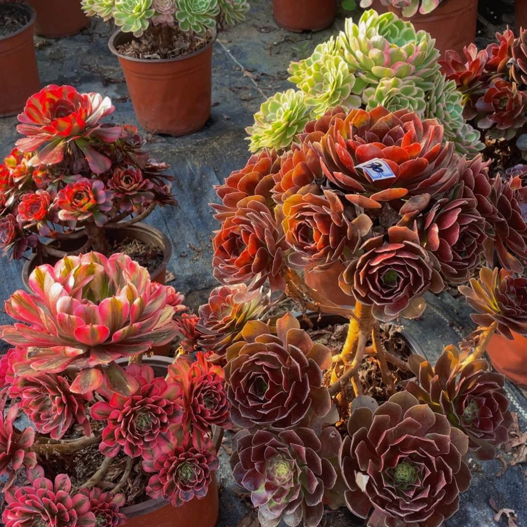 一对不包断枝造型80