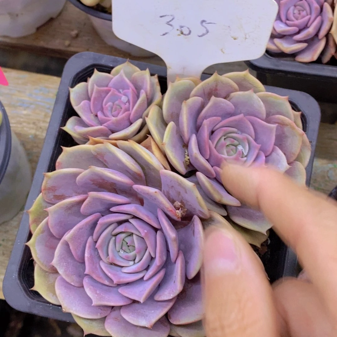 开心多肉，一物一拍，倒计时3天