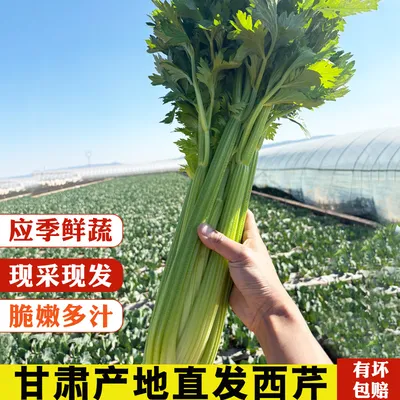 甘肃雪山水果西芹榨汁西芹皇后新鲜西芹蔬菜应季芹菜【5/3斤装