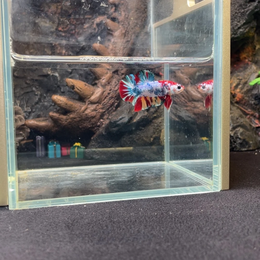 斗鱼十二月二十七日竞价