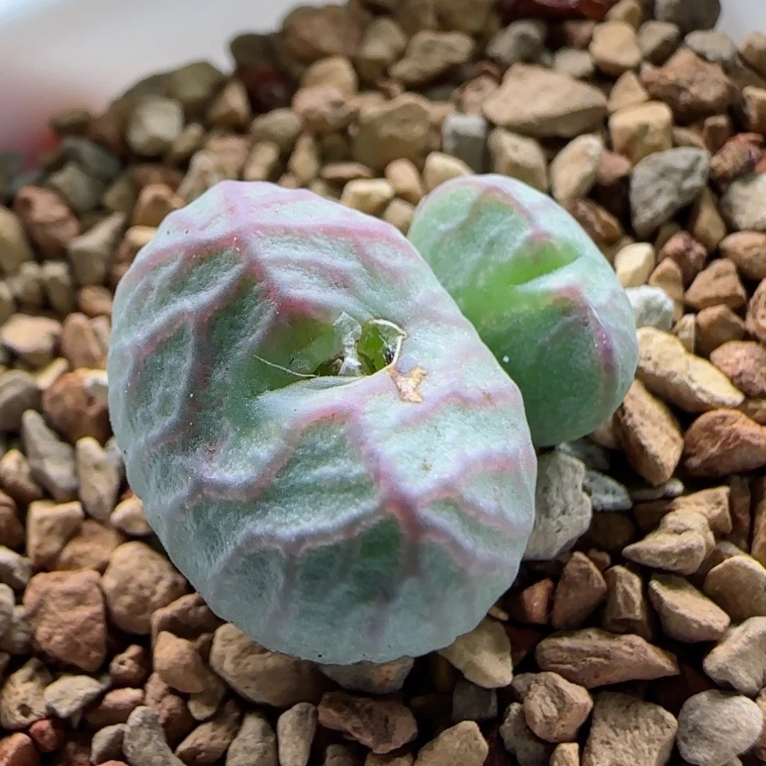 1-18-2-3当天满58包邮精品杂交1.8左右脱土