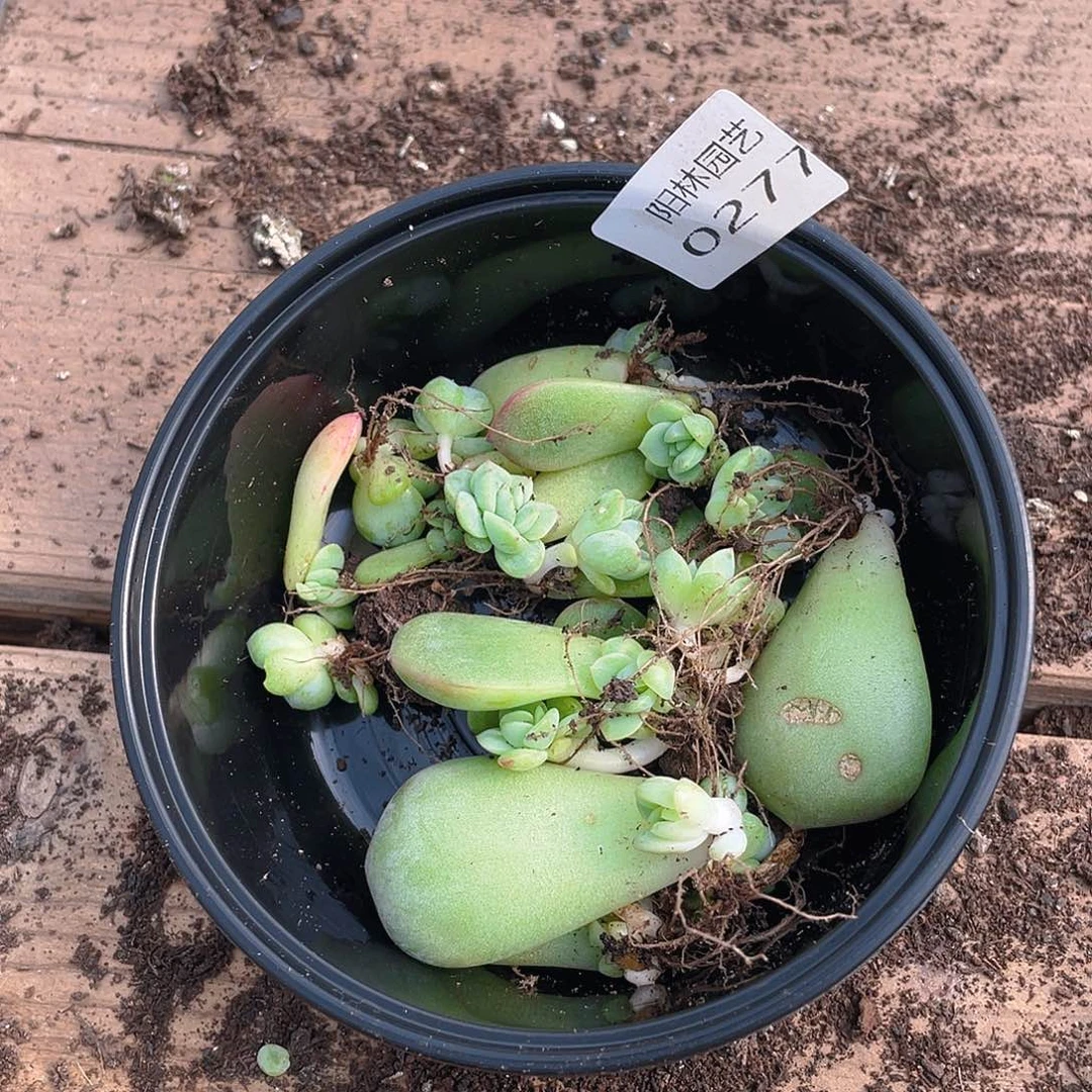 *****多肉植物多肉植物277