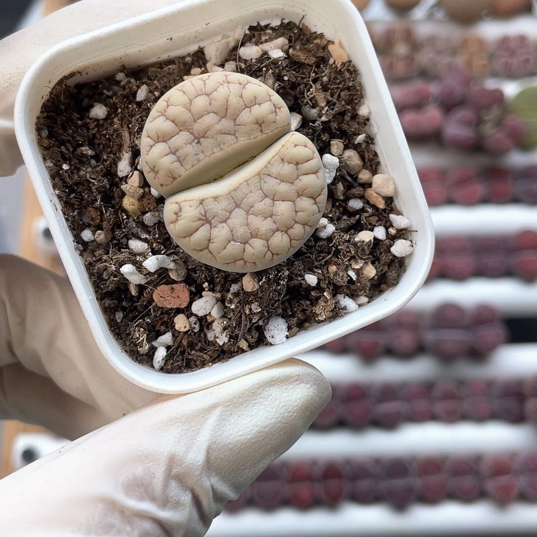 8545大棚清仓甩卖了2.9