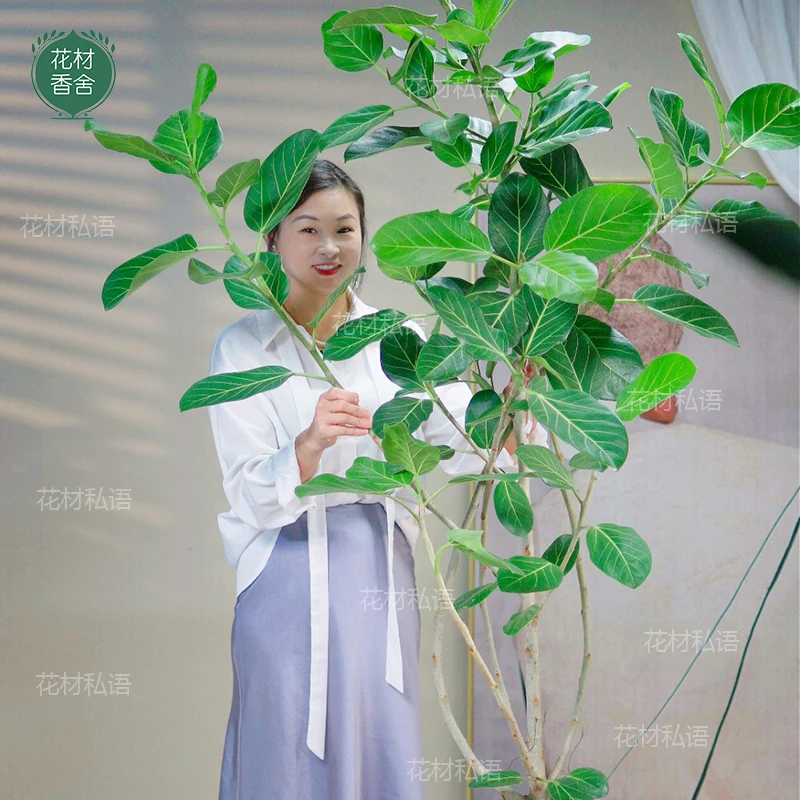 【原生态孟加拉榕】客厅绿植大型高山榕树落地室内大型绿植
