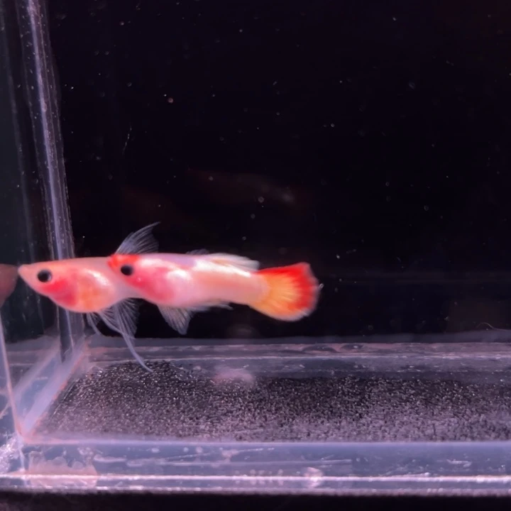 孔雀鱼红头日落玻璃猫大C1对