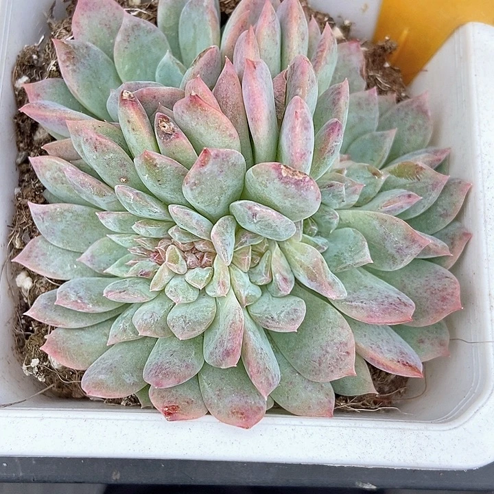 多肉植物冰魄朵朵1607