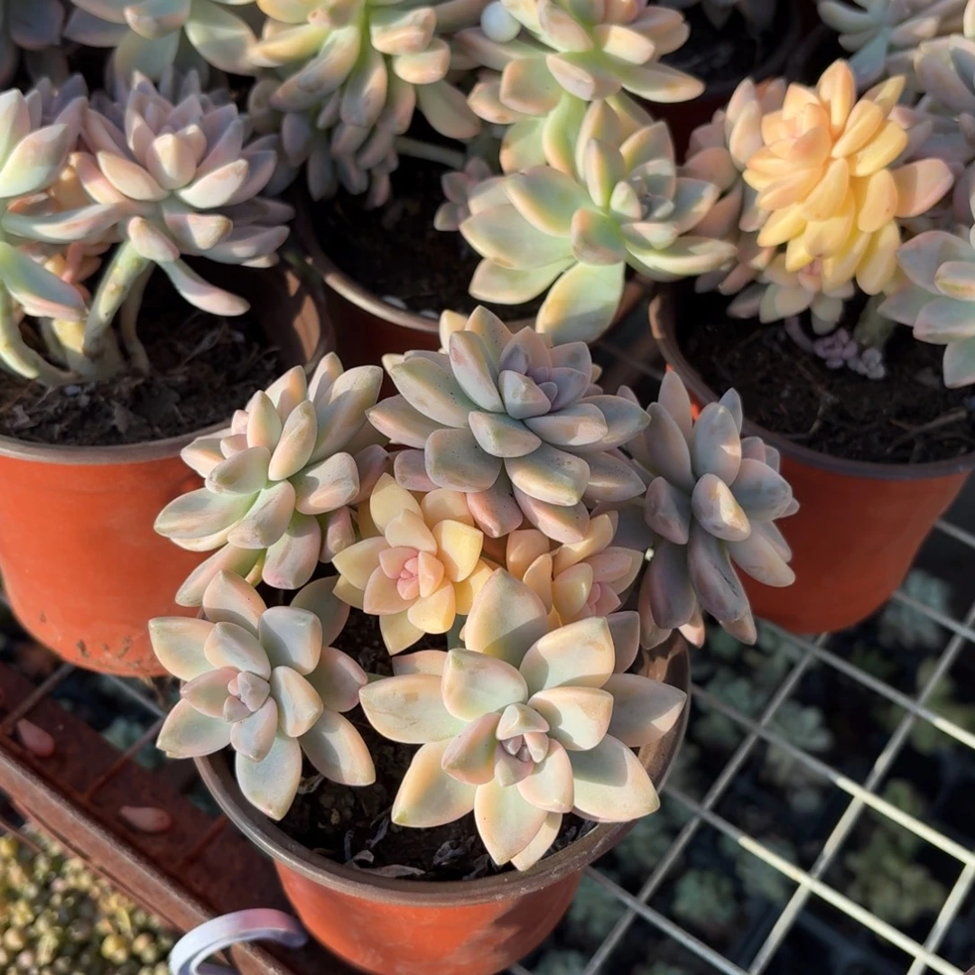 淡雪锦多肉整群11㎝盆
