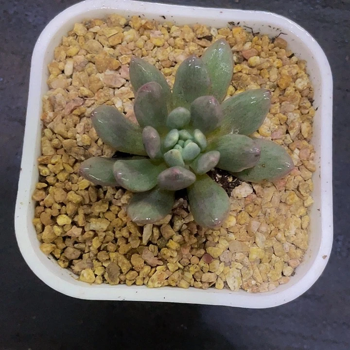 山***糠一物一拍一物一拍