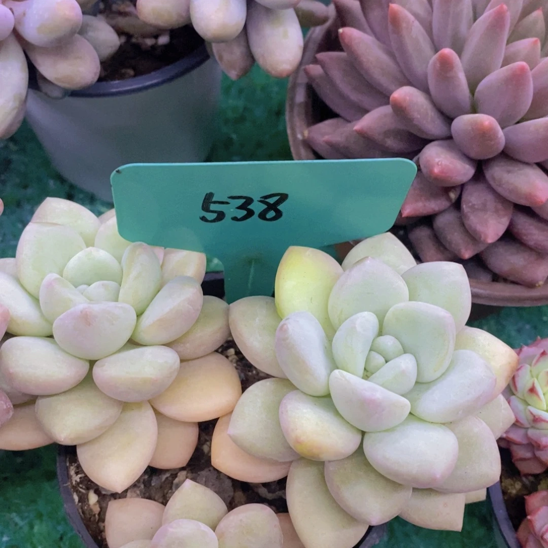 开心多肉，首播福利3