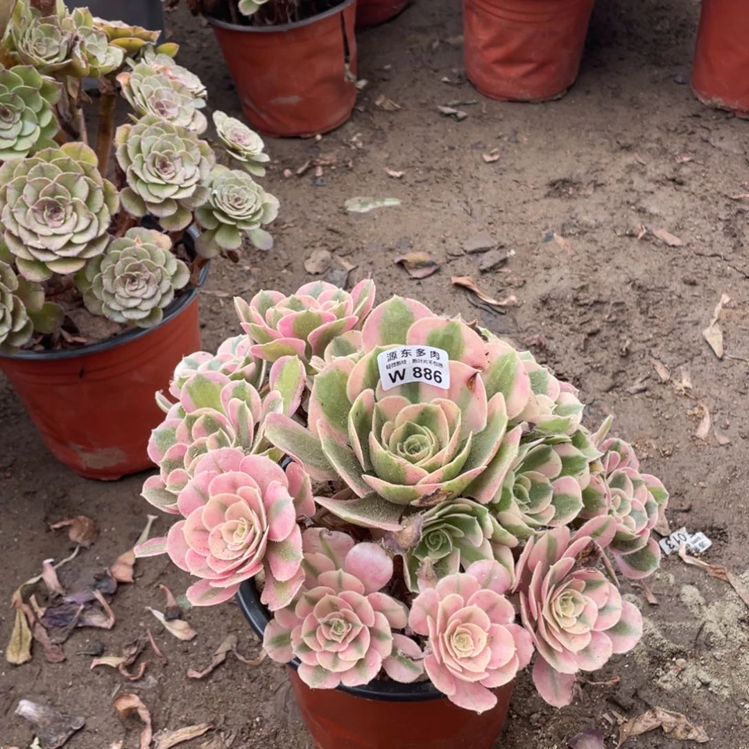 886七彩石多肉法师断枝不包