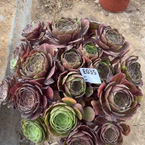 多肉植物花月夜朵朵