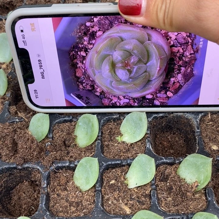 玉骨珍妮3芽苗一个多肉