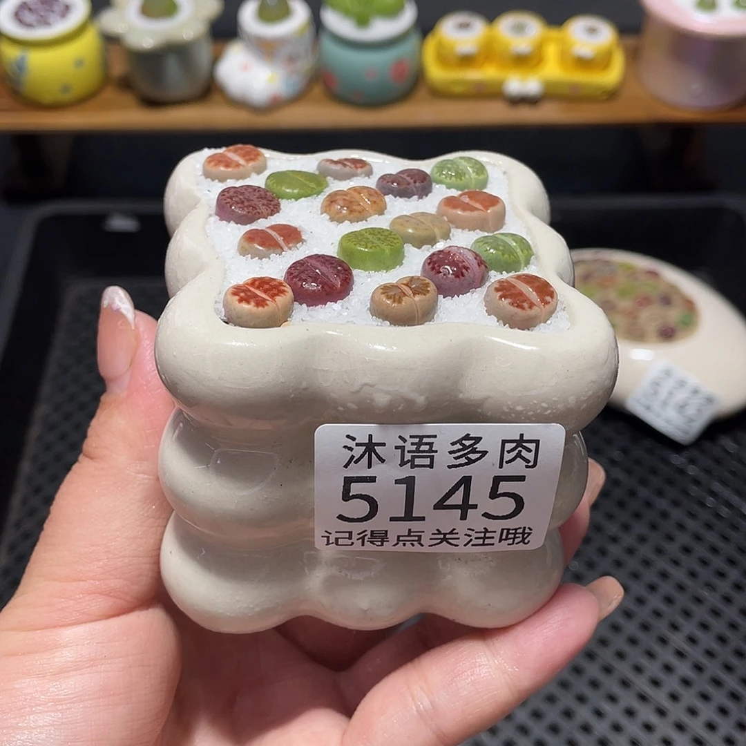 带盆土植物 一物一拍5145