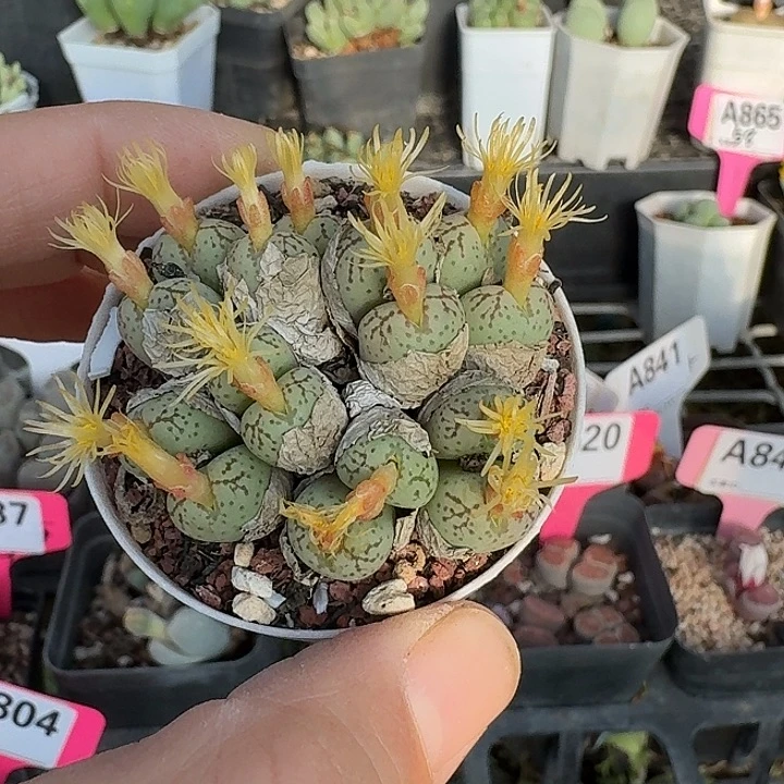 801密密麻麻吗密密麻麻