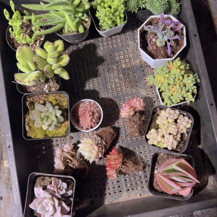 还**。专拍多肉植物大战僵尸
