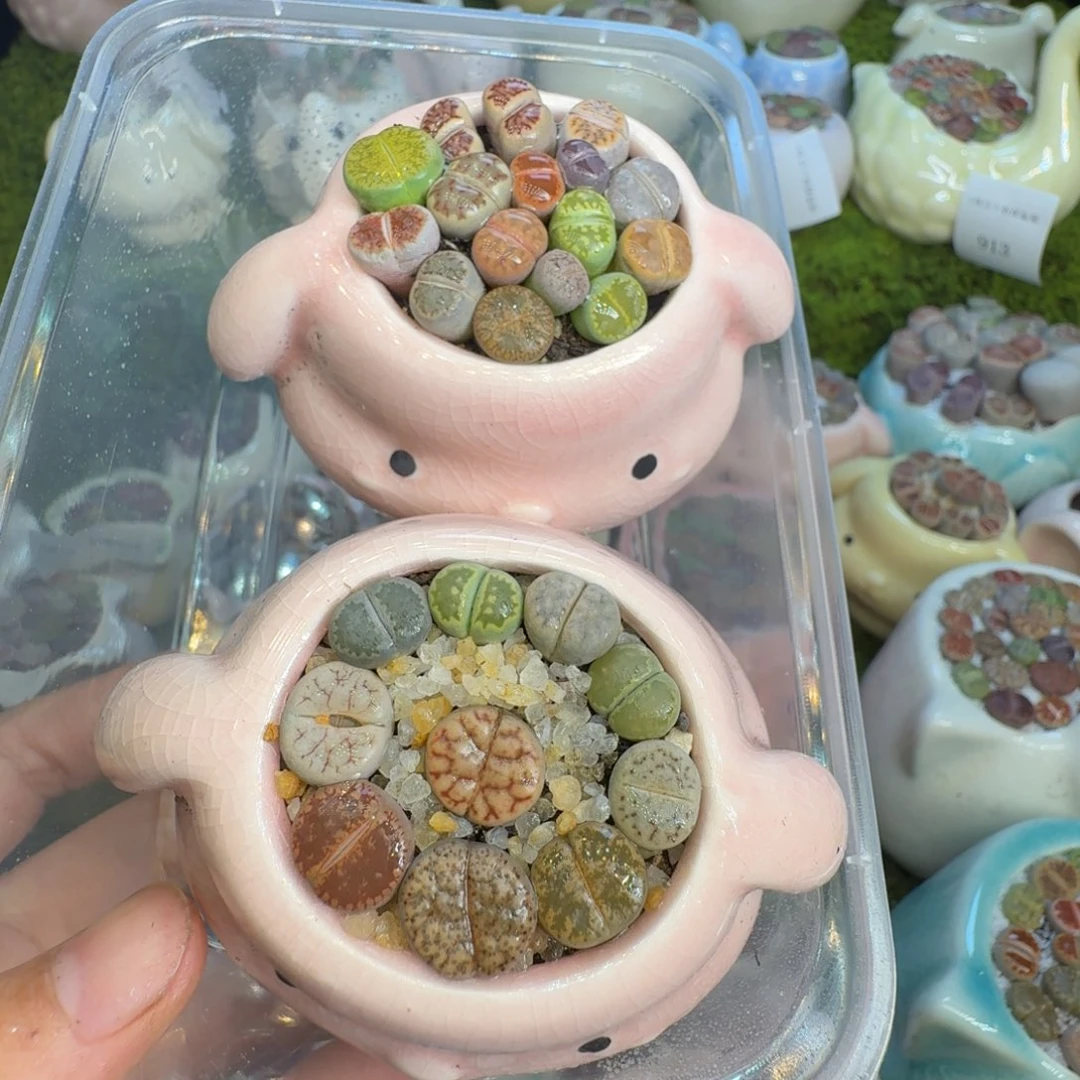 珠***辣多肉植物福利冲921