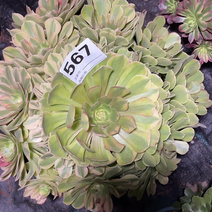 567雨荷法师3-17花