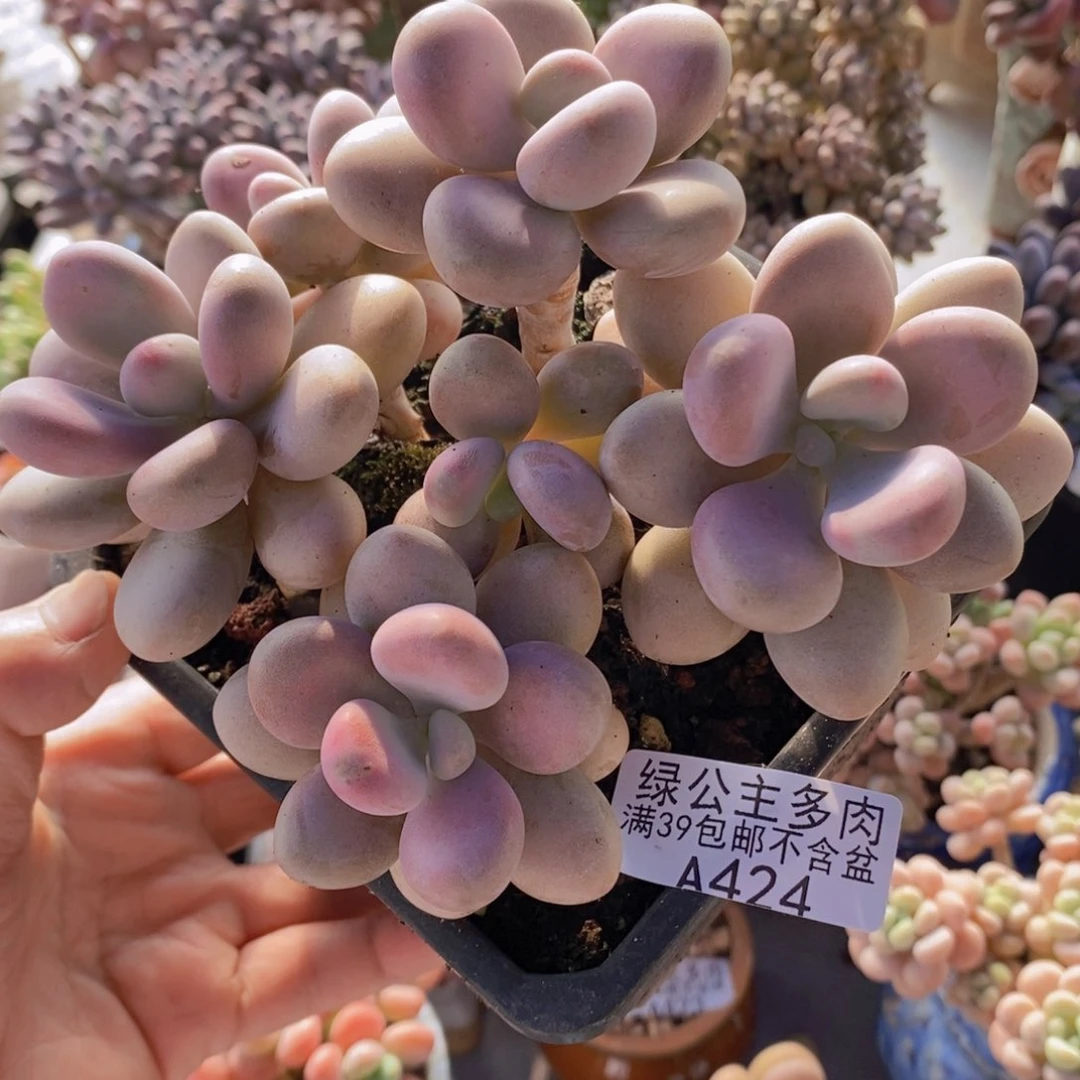 桃蛋老桩13cm424多肉植物