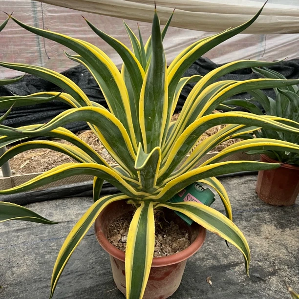 金腹轮金边龙舌兰多肉植物热带盆栽四季常青不带盆土脱土发货