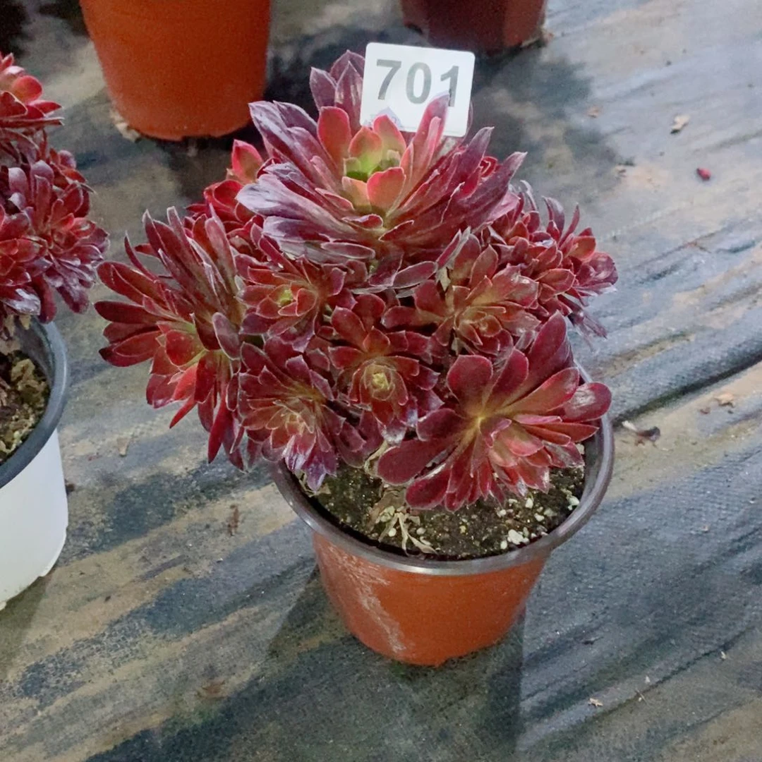 碧**钟糖果安娜701多肉1111