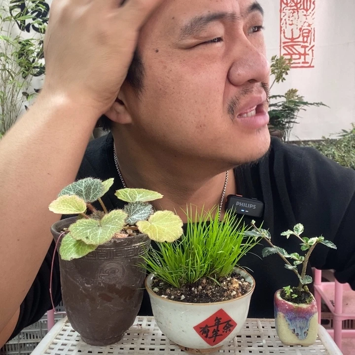 以实际为准盆景盆栽绿植73
