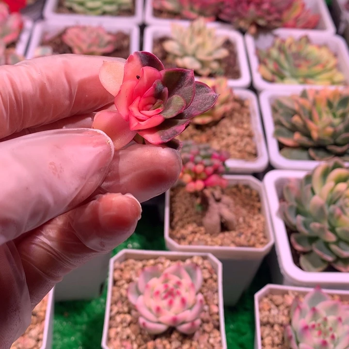 专拍，大红袍锦？锦哥多肉