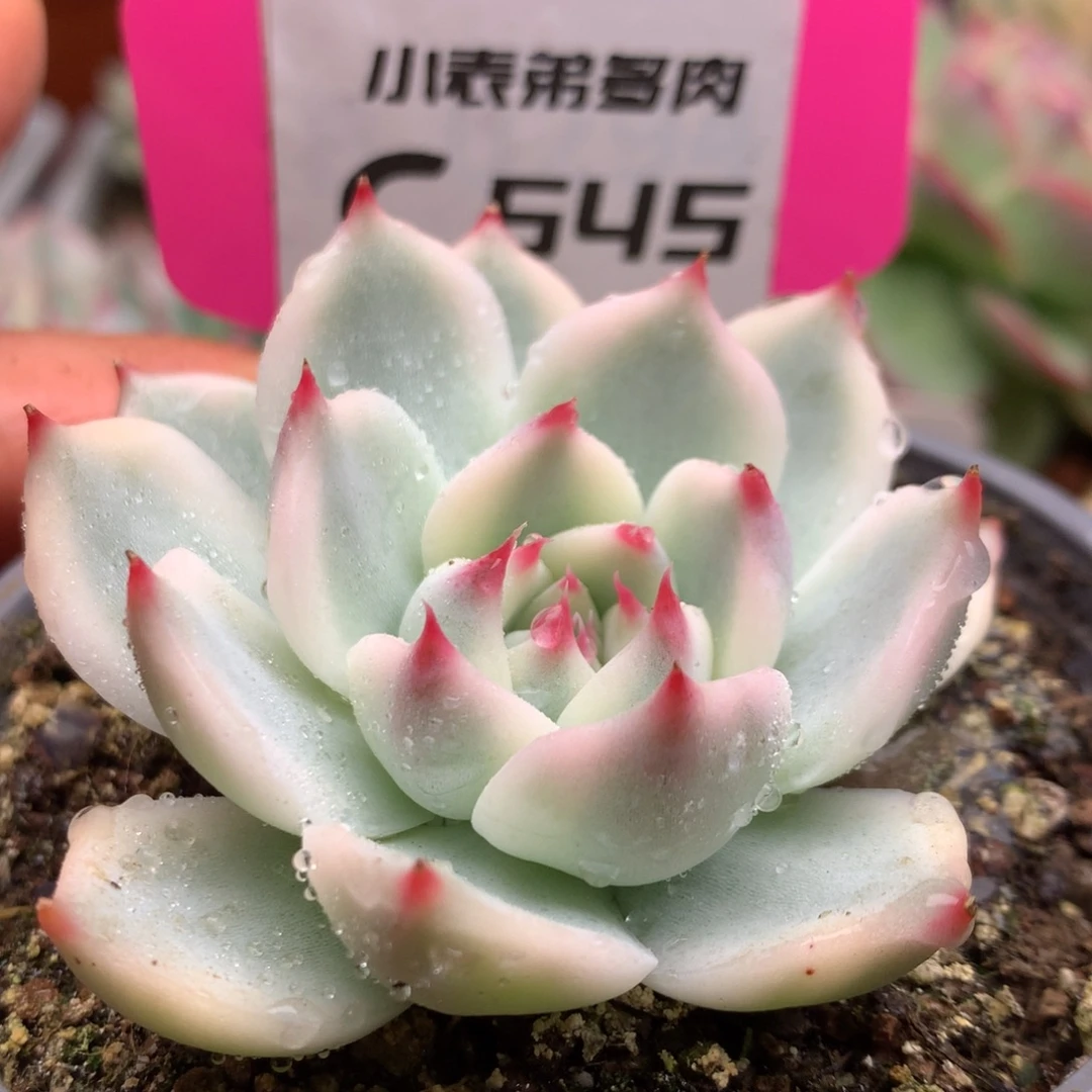 545娃娃哈哈哈哈哈哈