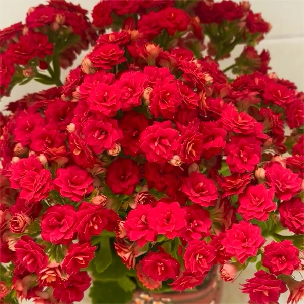 【喜庆 11cm盆】重瓣大花